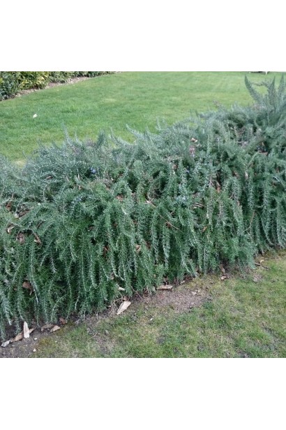 Розмарин лікарський Поінт ду Раз – вічнозелена прикраса саду